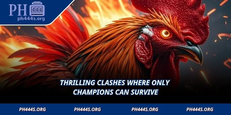 Thrilling clashes where only champions can survive